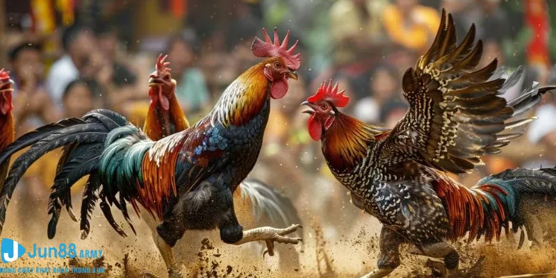 Cược đá gà vô cùng dễ hiểu không đánh đố