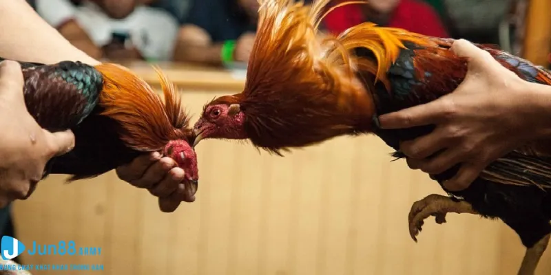 Đừng quên theo dõi trạng thái của chiến kê